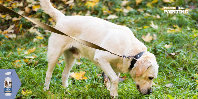 Wat is de beste vlooienbehandeling voor honden?